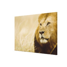 Männliches Porträt des Löwes (Panthera Löwe), Masa Gespannte Galeriedrucke