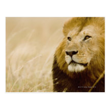 Männliches Porträt des Löwes (Panthera Löwe), Masa Postkarte