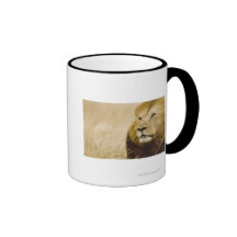 Männliches Porträt des Löwes (Panthera Löwe), Masa Teetasse