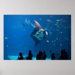 Mantaray Posterdrucke