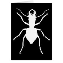 Manticora tuberculata karte
