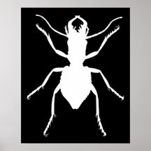Manticora tuberculata plakatdruck
