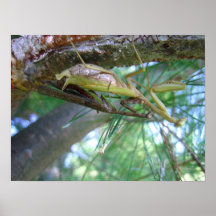 Mantids II Plakatdrucke