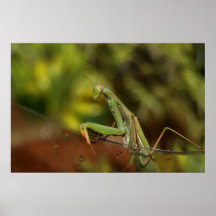 Mantis - besonders angefertigt plakatdruck