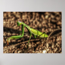 Mantisplakat