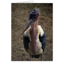 Marabu Karte