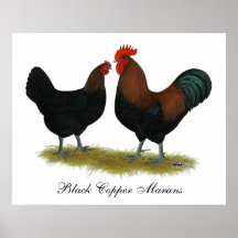 Marans schwarzes Kupfer Posterdrucke