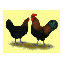 Marans schwarzes Kupfer Postkarten