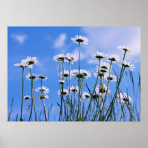 Margeriten Poster