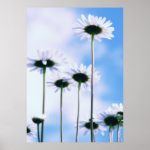 Margeriten Posterdruck