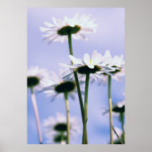 Margeriten Posterdrucke