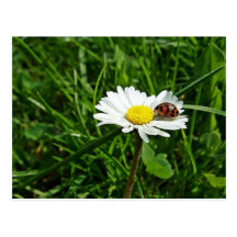 marienkäfer auf gänseblümchen postkarte