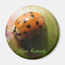 Marienkäfer-Magnet Kühlschrankmagnet
