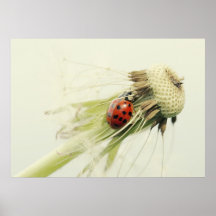 Marienkäfer Pusteblume Plakate