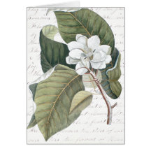 Markieren Sie Catesby Magnolien-Collage mit Versuc Grußkarten