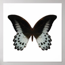 MarmorFrack-Schmetterling Posterdrucke