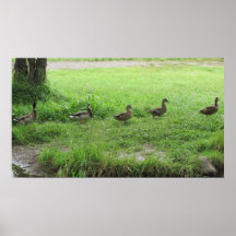 marschierende Enten Posterdrucke