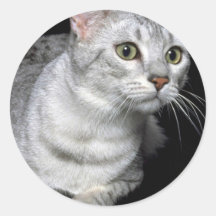Mau Mau Mau Sticker