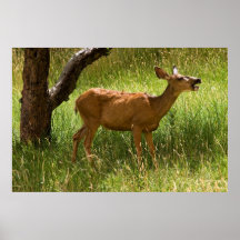 Maultierhirsch im Apfelgarten Plakat