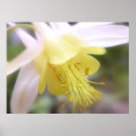 McKana Columbine (Aquilegia) Plakatdrucke