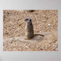 Meerkat 1 plakat