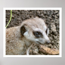 Meerkat #5 plakate