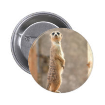 Meerkat am Aufmerksamkeits-Knopf Anstecknadelbuttons