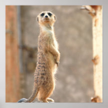 Meerkat am Aufmerksamkeits-Plakat