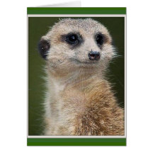 Meerkat auf dem Blick heraus Karten