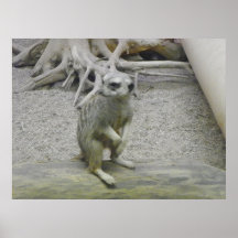 meerkat Aufstellung Posterdrucke