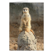 Meerkat Ausblick Karten