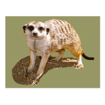 Meerkat Bild Postkarten
