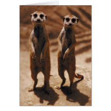 Meerkat Duo Grußkarte