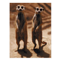 Meerkat Duo Postkarte