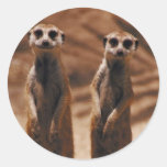Meerkat Duo Sticker
