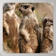 Meerkat Familien-Druck Plakat