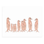 Meerkat Familien-Postkarte