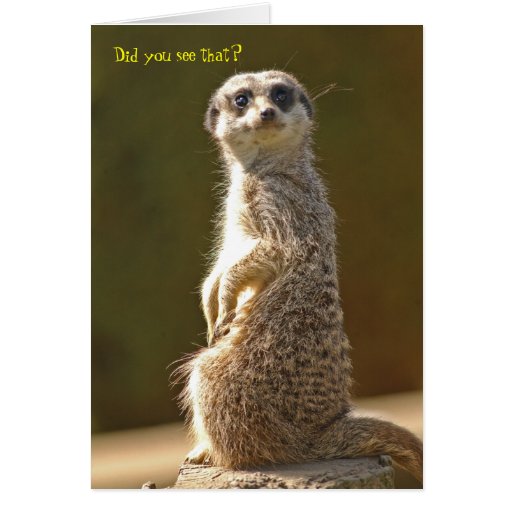 Meerkat Geburtstags-Karte