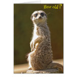 Meerkat Geburtstags-Karte - wie alt?