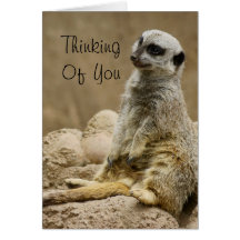 Meerkat Grußkarten