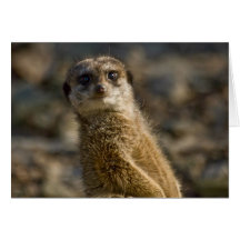 Meerkat Karte