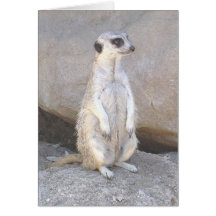 meerkat Karte