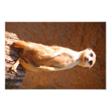 Meerkat Kunstphoto