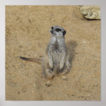 Meerkat Leinwand-Druck Posterdrucke