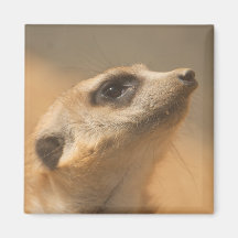 Meerkat Magnete
