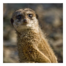Meerkat Personalisierte Einladungen