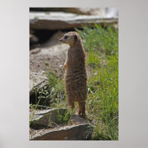 Meerkat Plakat
