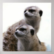 Meerkat Plakat-Druck