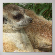 Meerkat Plakat-Druck