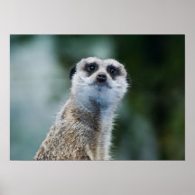 Meerkat Plakat